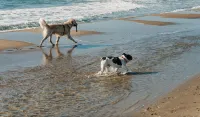 The Lemon Zest Cottage(Paws Welcome) - 3 estrellas
