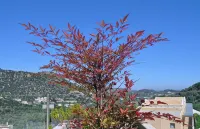 Filion Suites Resort & Spa - Ocean View