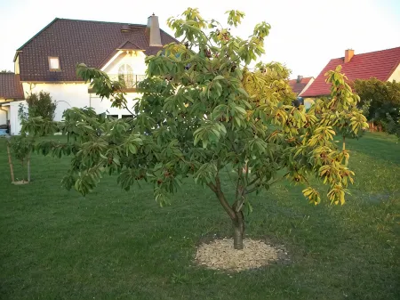Haus Im Grünen / House in the Green