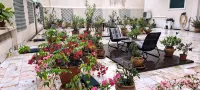 Sunny Terrace of Flowers in Central Lisbon