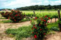 Château de Siran - Hôtel & Spa Hotels in Caunes-Minervois