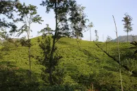 The Tea View Guest Ella