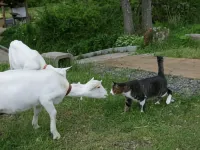 Pension Jikyujisoku Hotels in Ine