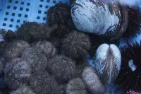 Himakajima Minshuku Kotoei