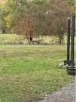 Elk/trout/hunting/star gazing 4 bdrm, 2 bath cabin