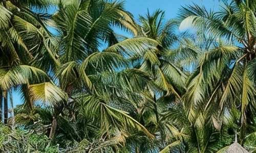 Serena Beach Resort & Spa