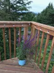 Tabor Hillside Retreat over the trees, walk to trails, and Montavilla cafes. - Jacuzzi