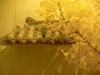 Solitude art inn Hotels near Lianhu