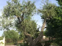 Villa Valentina - Authentic Stone House in the heart of Puglia Hotels in Cisternino