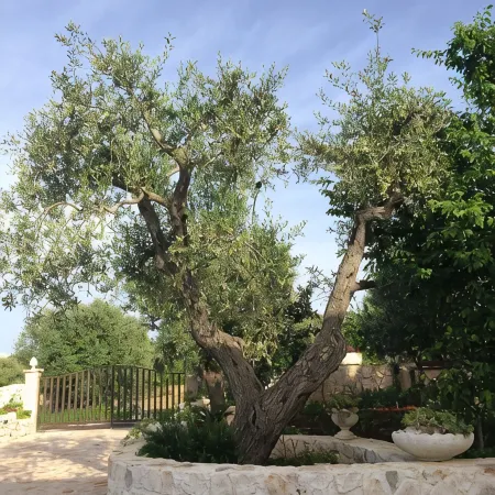 Villa Valentina - Authentic Stone House in the heart of Puglia