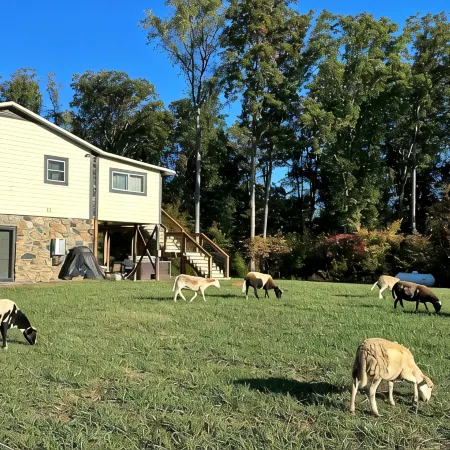 Lovely Farm Cabin Experience