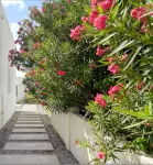 Large, Modern apartment with pool in exclusive Malmok/Arashi area, near beach. - 2-Sterne