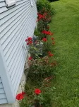 Perfect for groups! Walk to Journeyman/downtown Three Oaks