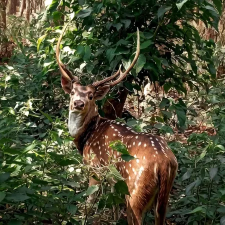 King Jungle Walk Safari & Home Stay