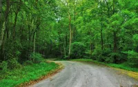 Tranquil Cardinal Hill Cabin- Perfect for Relaxation & Exploration. Pet Friendly - 4-Star