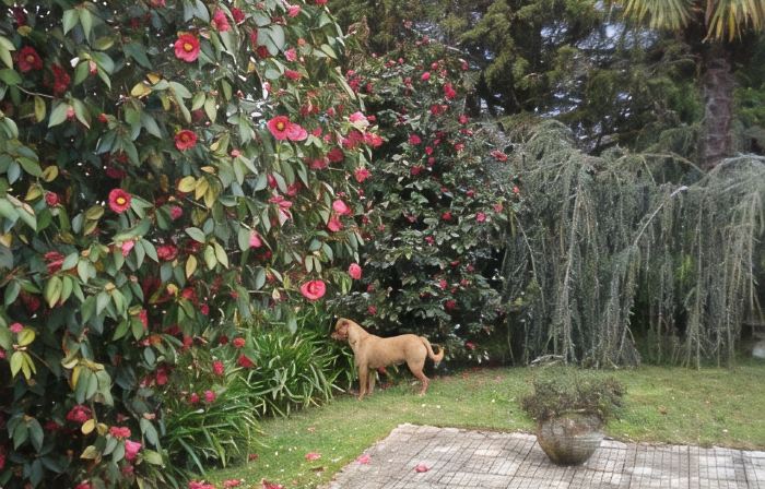 Quinta de Vilar Country House with pool near Porto