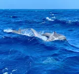 Molar Wave Hotels in Himmafushi