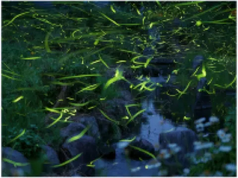 Takimien Hotels in Otaki