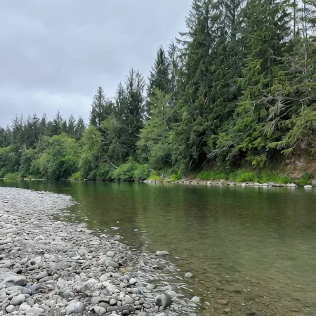 The Forest Retreat
