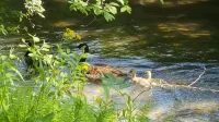 "Coop-Ahhh Cabana "Glammock" campsite near Dupont State Forest! - Homestays