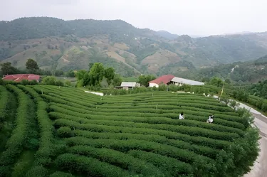 รูปภาพของ101 ที กรีน วิว