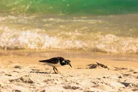 Gulf View Condo with Pool & Grills. Minute walk to Beach. Pet-Friendly! - Villas