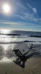 The Marshpad, surrounded by nature, mins to beach in gated community - 홈스테이