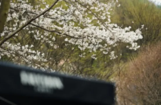 Forest 323 Pension (Newly Opened in 2024)