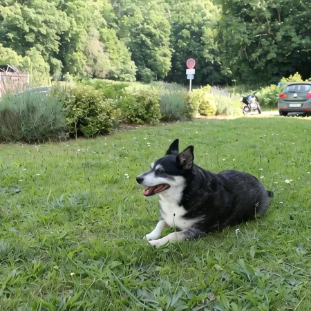 Vacation apartment Zum Vierbeiner