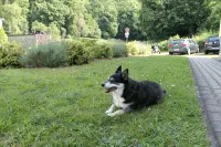Vacation apartment Zum Vierbeiner
