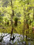 Cozy accommodation in the Jasmund National Park surrounded by our game reserve