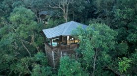 Red Panda Manor Pu’re