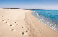 Faunele