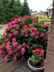 Ferienwohnung in Alleinnutzung mit Garten und Teich, Nähe Sankt Peter Ording - Homestays