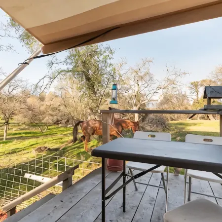 Twisted oaks forest cottage, Squaw Valley california