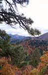 Holly's Hideaway, Cabin in the Woods - Chalets