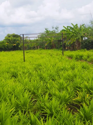รูปภาพของบ้านสวนถนอมภัทร รีสอร์ท