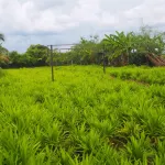 Bansuan Thanormpat Resort