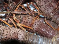 Minshuku Isonoaji Nakora