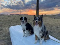 Meadowlark Yurt in Dillon with WiFi