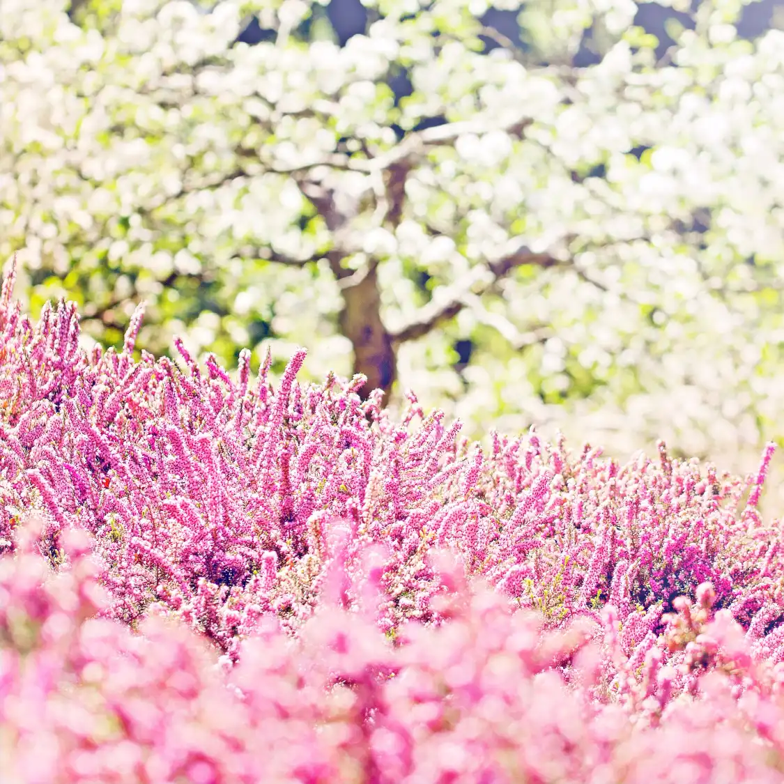난후이 복숭아꽃 마을 주변 호텔