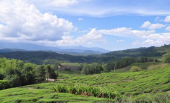 Sabah Tea Garden