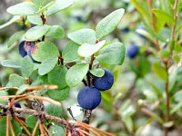 Koivuniemi Hotels in Sonkajarvi