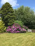 Oak Tree Cottage, Charming & Rural Home, Heart of the New Forest - 4-Star
