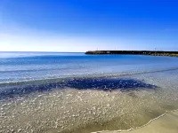 Hotel Baia del Cigno - Pet-friendly