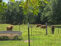 Quaint cabin with AC in Weaubleau - 3-Star