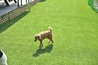Miryang Dog Friendly Dog Ano Olja Pension - Pools