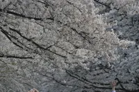 寅ホテル　浅草寺 サニー
