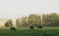Converted milking shed on a working horse stud - บังกะโล