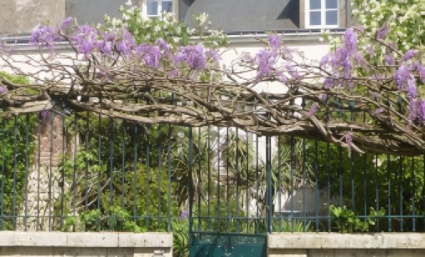 La Petite Vigne - Housity